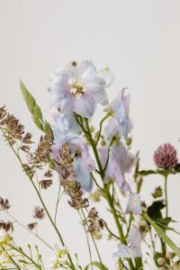 Kaboompics - Close-Up Pale Blue Wildflowers with Dried Grass Textures