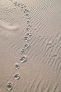 Kaboompics - Footprints Across Rippling Beach Sand