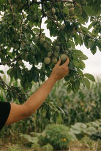 Kaboompics - Hand Picking Ripe Plums from an Orchard Tree, Countryside Fruit Harvest and Summer Garden Photography