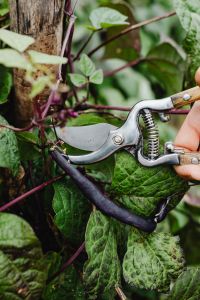 Kaboompics - Pruning Purple Bean Vines With Garden Shears