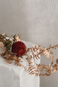 Kaboompics - Dark Red Chrysanthemum and Dried Foliage Against Textured Wall