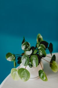 Kaboompics - A small Pilea plant in a white pot
