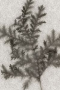 Kaboompics - Backlit Botanical Shadow Paper Texture