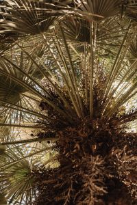 Kaboompics - Close-Up of Fan Palm Crown with Seed Clusters