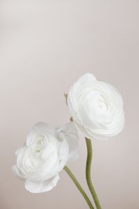 White buttercup