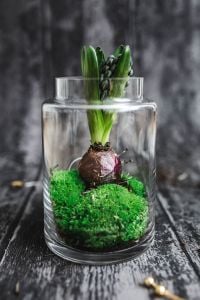 Close-ups of green potted plants