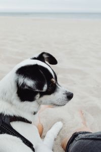 Kaboompics - Close-Up Profile of White and Black Dog Resting on a Person’s Lap by the Sea