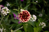 Kaboompics - Close Up of Burgundy Zinnia Flower