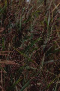 Kaboompics - Sea Grasses Blowing In Breeze - Backgrounds