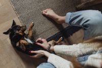 Kaboompics - Petting the little cute dog