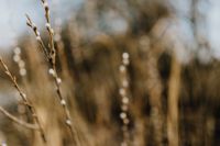 Kaboompics - Fresh spring catkin branches