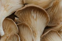 Kaboompics - Macro White Mushroom Cap Texture