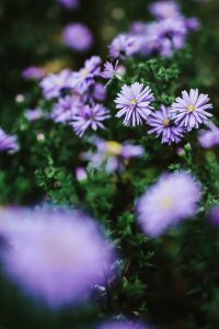 Purple flowers close-ups
