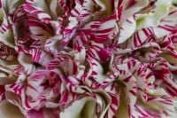Kaboompics - Detailed View of Red and Cream Carnation Petals