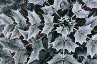 Kaboompics - Detail of leaves covered in frost