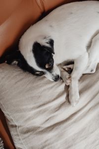 Cozy Pet Lifestyle Photography: White Spotted Dog Sleeping on a Leather Chair