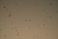 Kaboompics - Birds in the Evening Sky Over Malaga