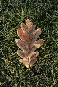 Kaboompics - Single Frosted Brown Leaf on Winter Grass, Minimal Winter Nature Photography