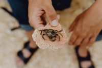 Kaboompics - Dry dead crab at the beach