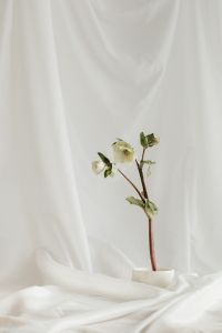 Kaboompics - White Hellebore Buds Beneath Soft Fabric Folds with Copy Space