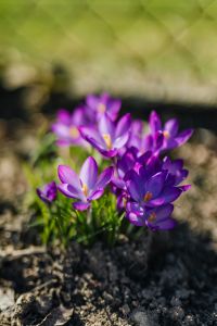 Purple crocuses blooming in spring