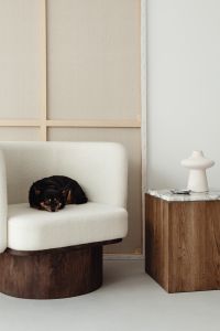 Kaboompics - Black Dog Lying on Upholstered Chair in Neutral Interior
