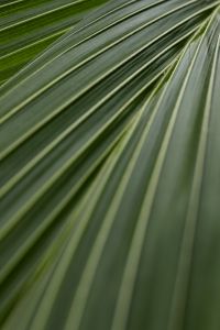 Kaboompics - Palm Leaf Veins and Linear Texture