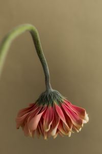 Kaboompics - Drooping Pink Flower Close-Up