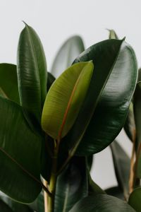 Kaboompics - Ficus Elastica Robusta