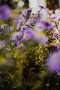 Kaboompics - Small purple flowers in the garden