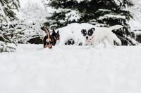 Kaboompics - Two small dogs are playing on fresh snow