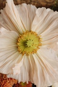 Kaboompics - Cream Flower Close-Up With Warm Neutral Tones