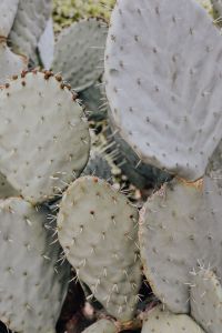 Kaboompics - Prickly Pear Pads Filling the Frame as a Cactus Texture