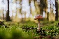 Kaboompics - Brown Mushroom on a Mossy Forest Floor