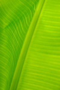 Kaboompics - Close-Up of Fresh Green Leaf Texture