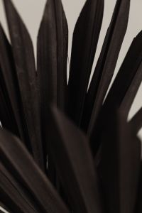 Kaboompics - Soft-Focus Palm Leaf Ridges in Deep Brown and Black, Abstract Botanical Background