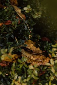 Kaboompics - Glossy Evergreen Groundcover With Dry Leaves