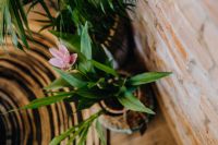 Kaboompics - Details of modern interior with green plants