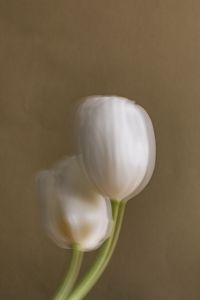 Kaboompics - Motion-Blurred White Tulips