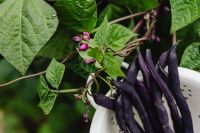 Kaboompics - Fresh Purple Bean Pods in a Colander with Bean Blossoms