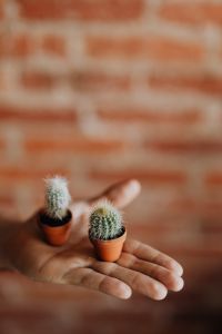 Kaboompics - Miniature cacti in clay pots