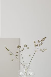 Kaboompics - Cloud Dancer White Glass Vase with Delicate Dried Flowers