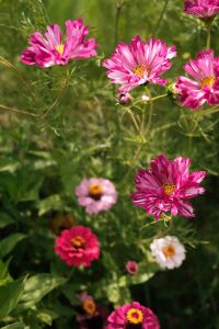 Kaboompics - Pink Cosmos Flower Close-Up