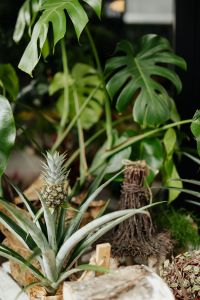 Kaboompics - pineapple blossom & monstera