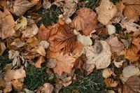 Kaboompics - Dry Autumn Leaves Covering Grass, Fall Foliage Texture Background
