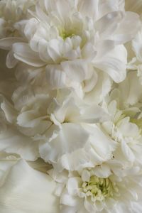 Kaboompics - White Flowers Macro Background