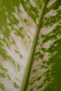 Kaboompics - Variegated Green and White Leaf Close Up