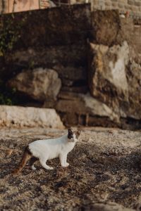 Kaboompics - White and Gray Cat Standing Among Ancient Stone Ruins