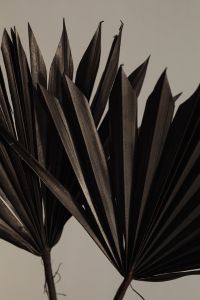 Kaboompics - Layered Black Palm Fans Against a Pale Neutral Background, Dried Leaf Close-Up