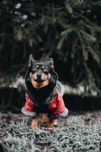 Kaboompics - Small dog with warm jacket